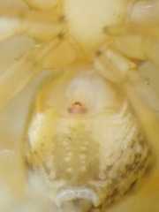 Spilosynema