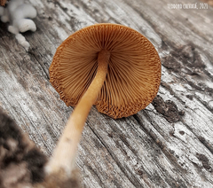 Conocybe
