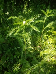 Achillea millefolium