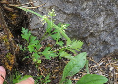 Thaspium chapmanii
