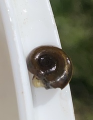 Planorbarius corneus