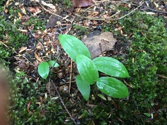 Streptopus lanceolatus