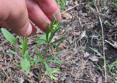 Callirhoe alcaeoides