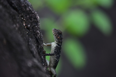 Psammophilus dorsalis