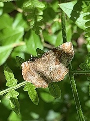 Pangrapta decoralis