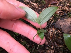 Streptopus lanceolatus