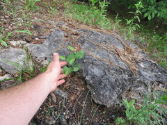 Endodeca serpentaria