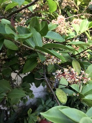 Magnoliopsida
