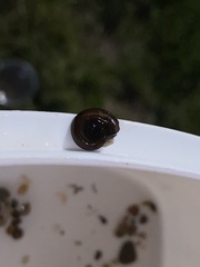 Planorbarius corneus