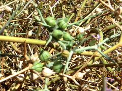 Zilla spinosa