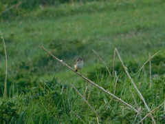 Saxicola maurus