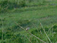 Saxicola maurus