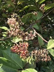 Magnoliopsida