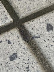 Porcellio spinicornis