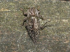 Dicercini