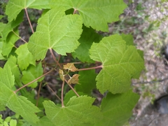 Acer rubrum image
