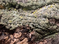 Lecanora varia