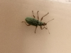 Polydrusus formosus