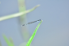 Agriocnemis splendidissima