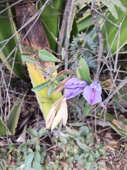 Periandra mediterranea