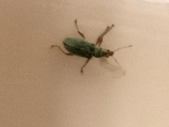 Polydrusus formosus
