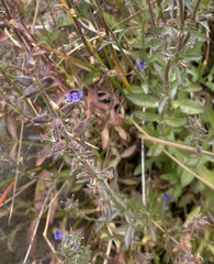 Stemodia durantifolia