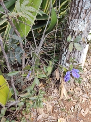 Periandra mediterranea