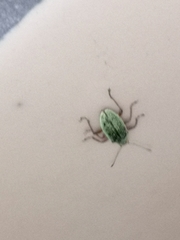 Polydrusus formosus
