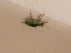 Polydrusus formosus