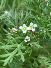 Magnoliopsida