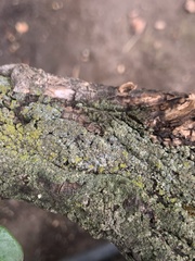 Lecanora varia