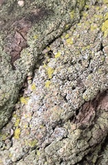 Lecanora varia