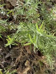 Epilobium canum