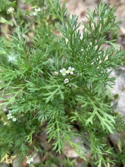 Magnoliopsida