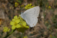 Satyrium sylvinus