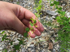 Phyllanthopsis phyllanthoides