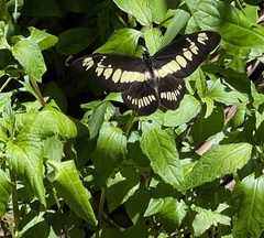 Graphium latreillianus