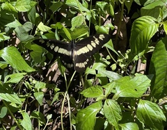 Graphium latreillianus