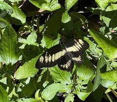 Graphium latreillianus