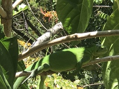 Iguana delicatissima