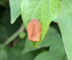 Cacoecimorpha pronubana