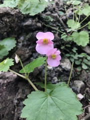 Begonia uniflora