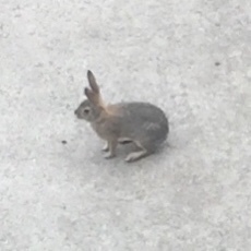 Sylvilagus audubonii