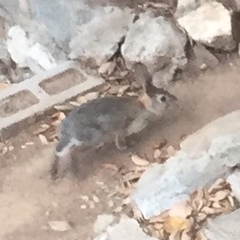 Sylvilagus audubonii