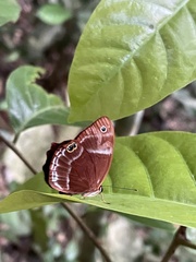 Afriodinia rutherfordii