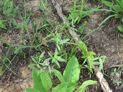 Orbexilum pedunculatum