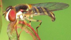 Allograpta obliqua