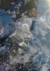 Austromegabalanus psittacus