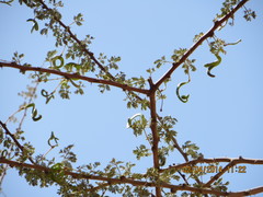 Vachellia tortilis raddiana
