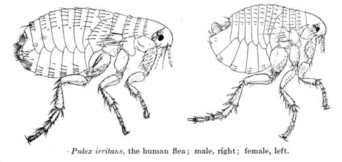 Human Flea photo 4